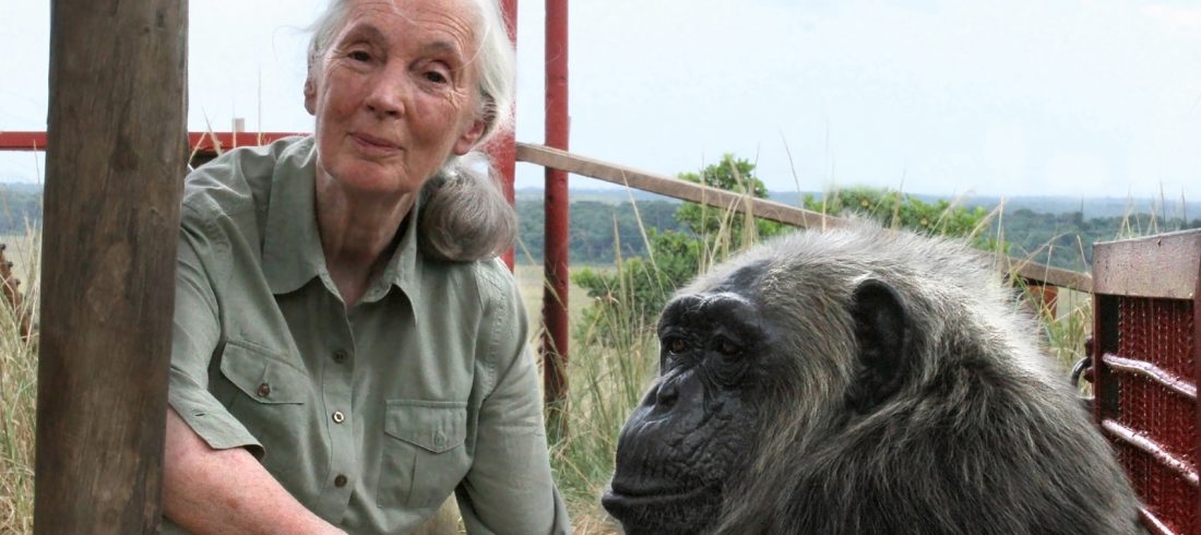 Jane Goodall with Chimpanzee